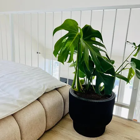 Apartament Palavske Original